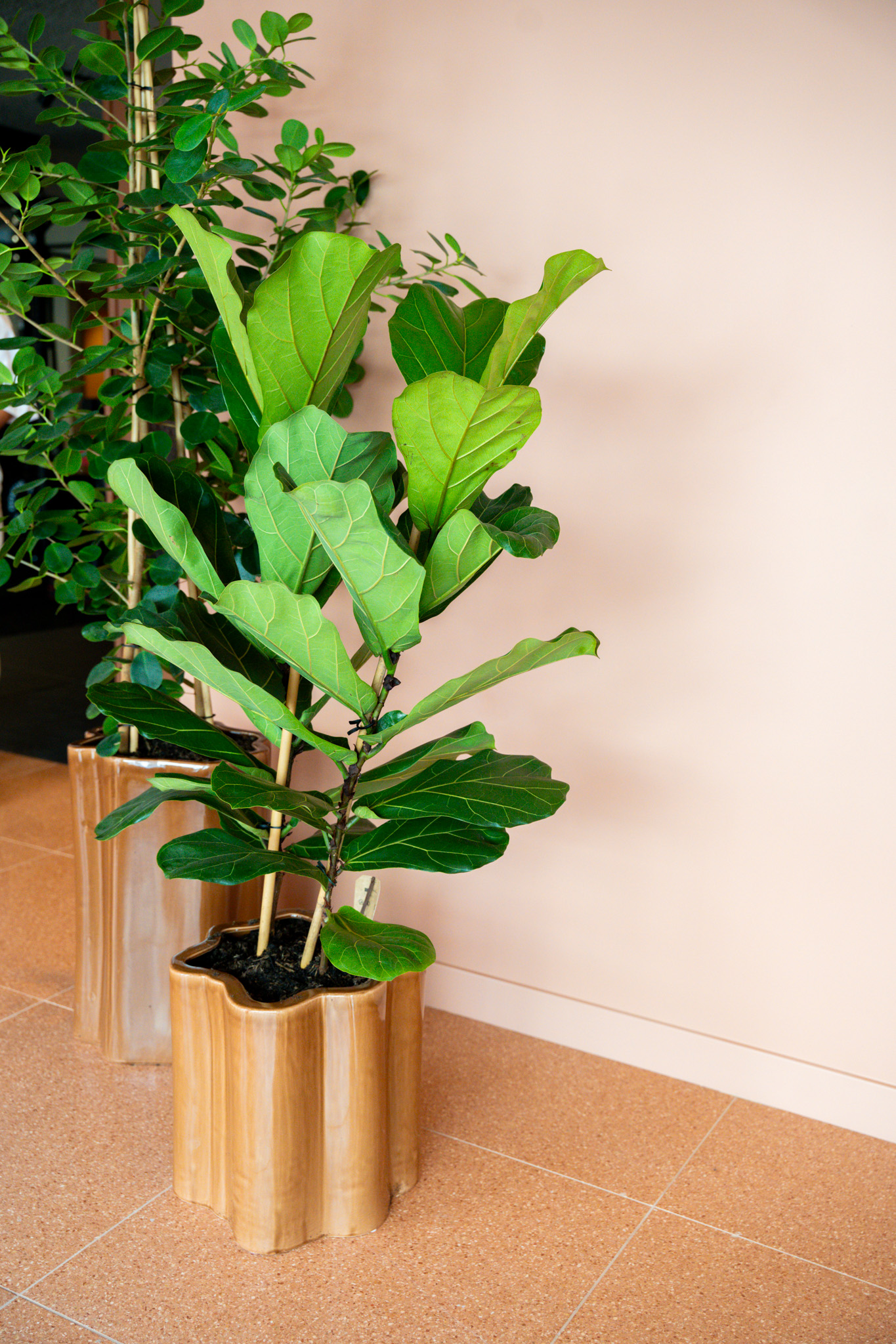 freddies-studio-bussum-plant-in-studio