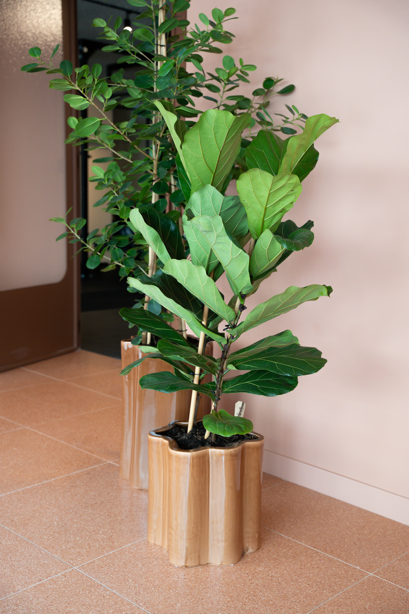 freddies-studio-bussum-twee-vijgenbladplanten-in-golvende-terracotta-potten-bij-roze-muur