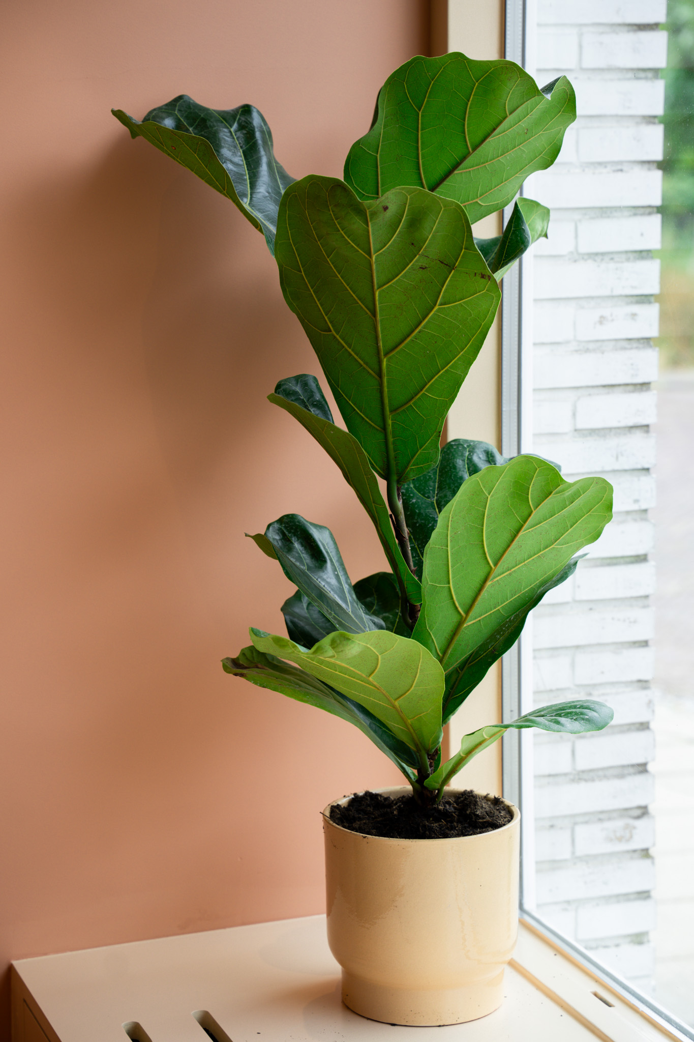 freddies-studio-bussum-vijgenbladplant-in-beige-pot-bij-terracotta-muur-en-raam