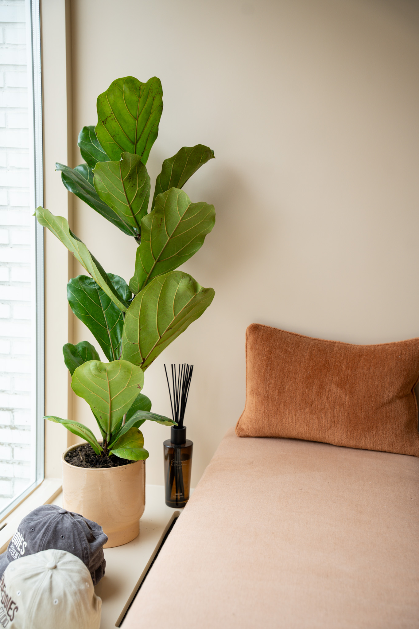 freddies-studio-bussum-vijgenbladplant-in-pot-op-vensterbank-naast-zitbank-met-geurstokjes-en-petten